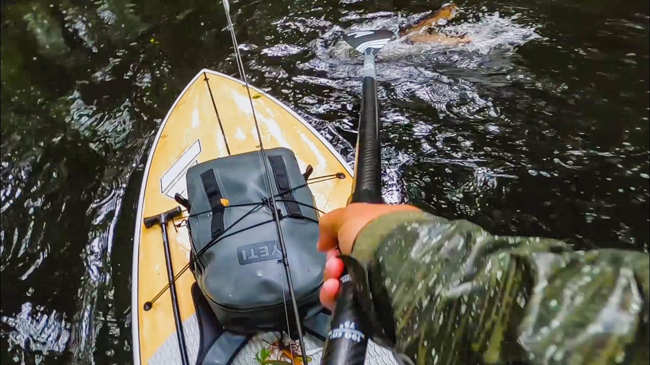 I Had to Fight An Alligator While Fishing on a Paddleboard!