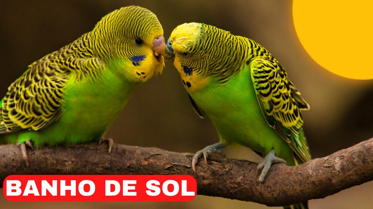 BANHO de SOL para as AVES: Veja 10 BENEF&Iacute;CIOS