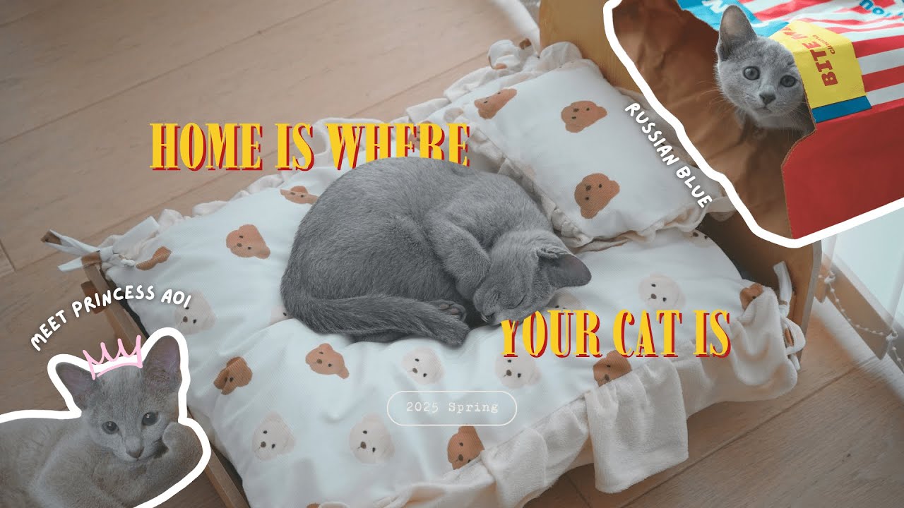 Turning 30 and Getting My First Pet | Russian Blue Kitten 🩵