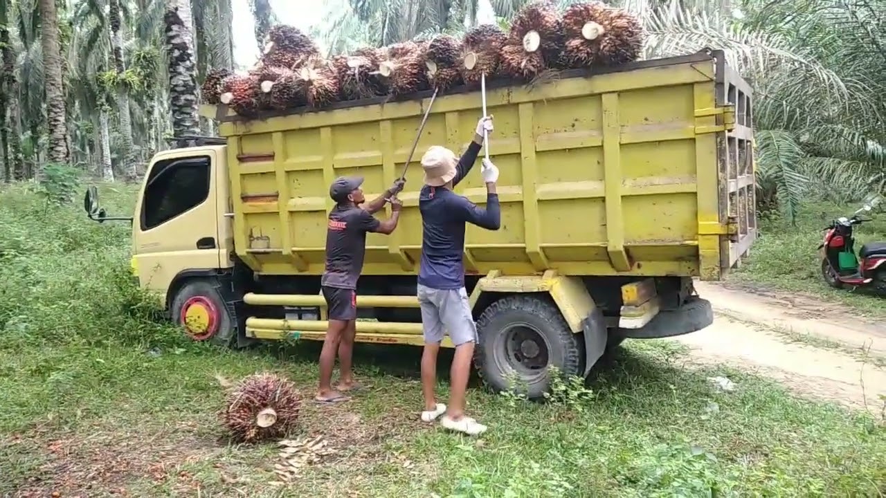 cuaca nya mantap tapi sayang buah nya dikit banyak yg ngk manen