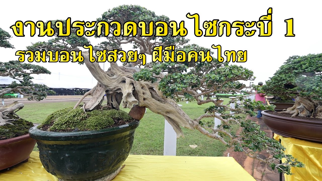 Bonsai Station รวมบอนไซสวยๆ งานประกวดบอนไซ กระบี่ 1