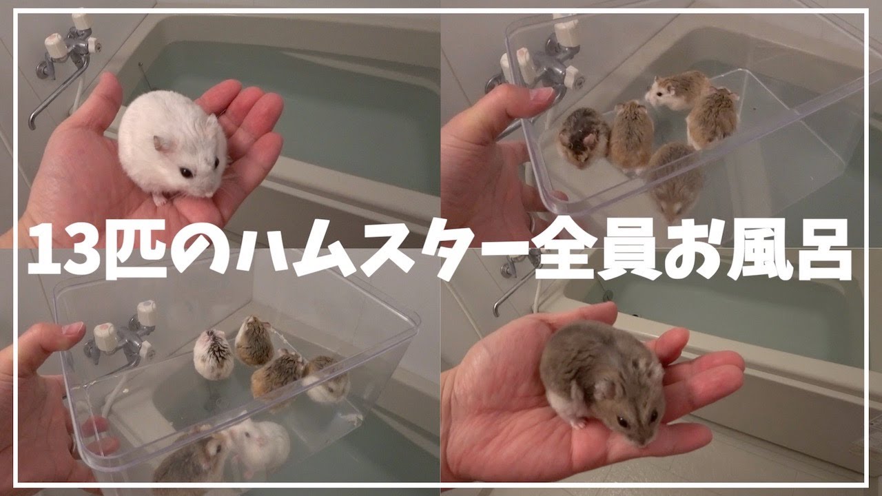 13匹のハムスターを全員お風呂に入れたらこうなりました