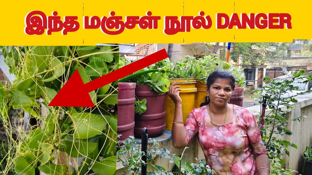 கற்பூரவள்ளி செடியில் மஞ்சள் நூல் வந்தால் ஆபத்து! 😱 எப்படி காப்பாற்றுவது? | Terrace Garden Tips Tamil