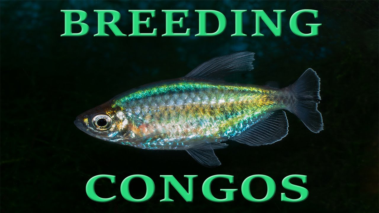 HOW TO BREED CONGO TETRAS