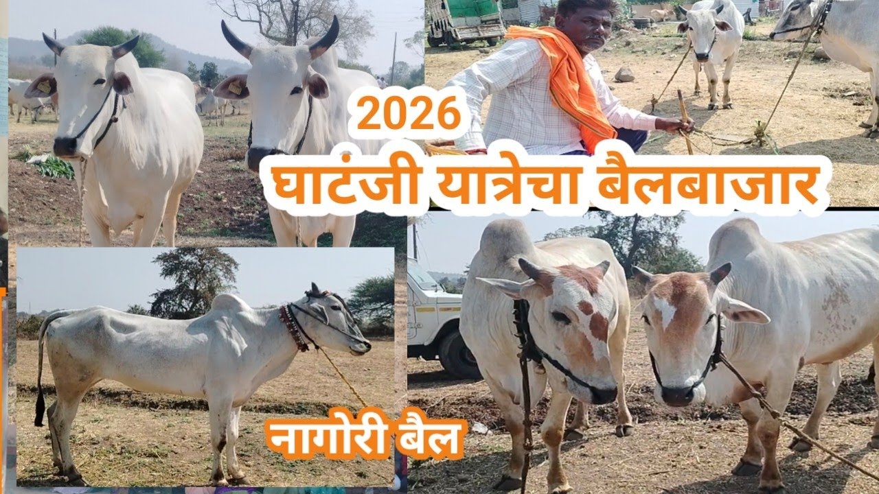 घाटंजी यात्रेचा बैलबाजार 11फेब्रुवारी 2026 l #घाटंजीयात्राबैलबाजार #trending #नागोरीबैल #live 
