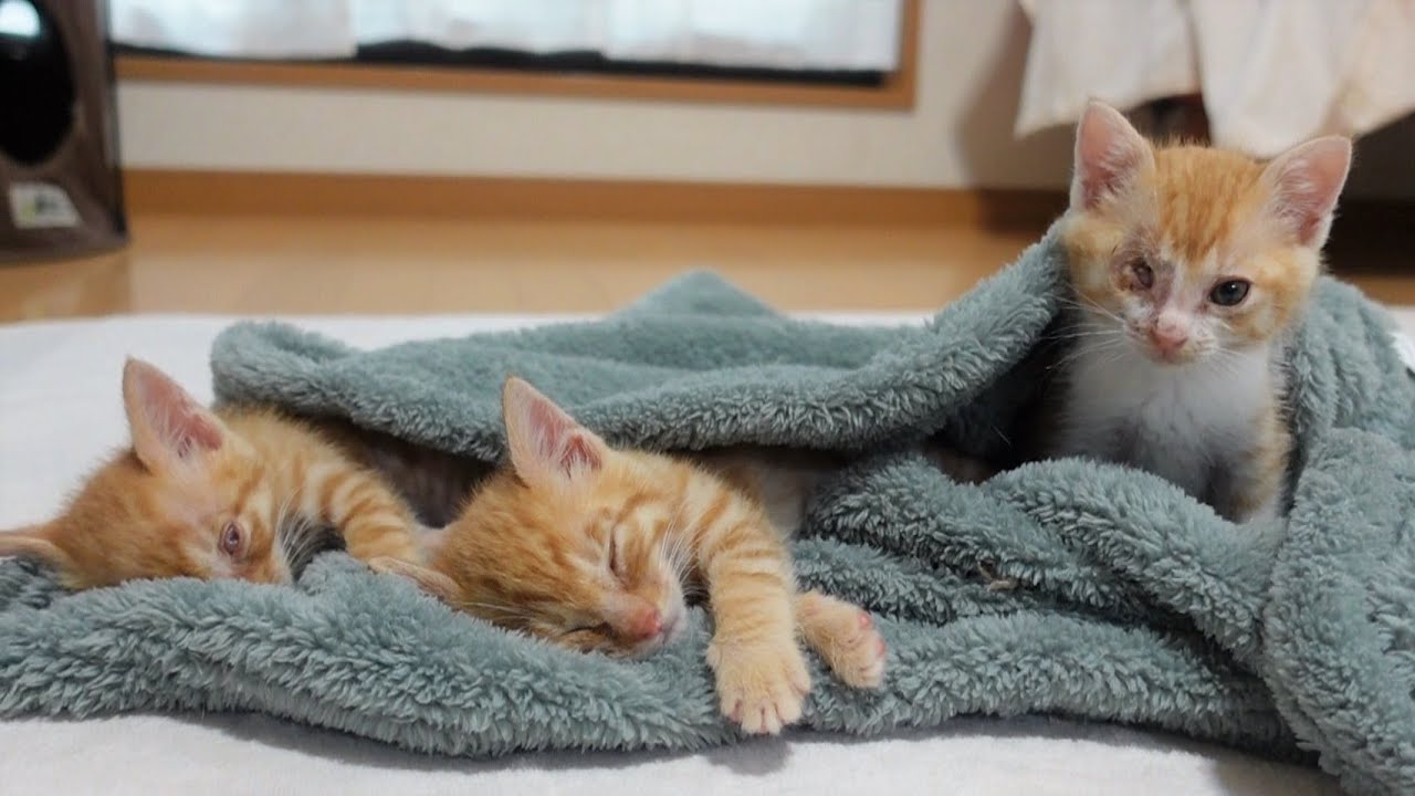 ホカぺ同好会に仲間入りした怖がりな子猫
