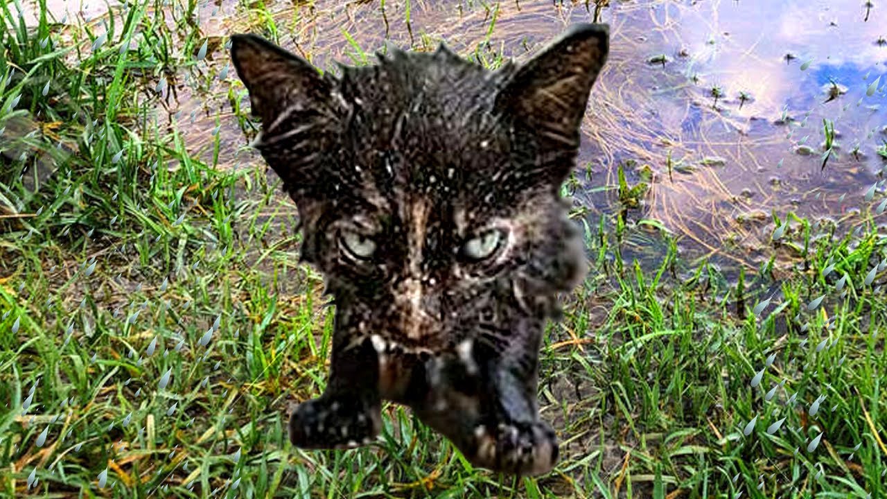 НАШЛИ КОТЯТ в ЛУЖЕ под ДОЖДЁМ..