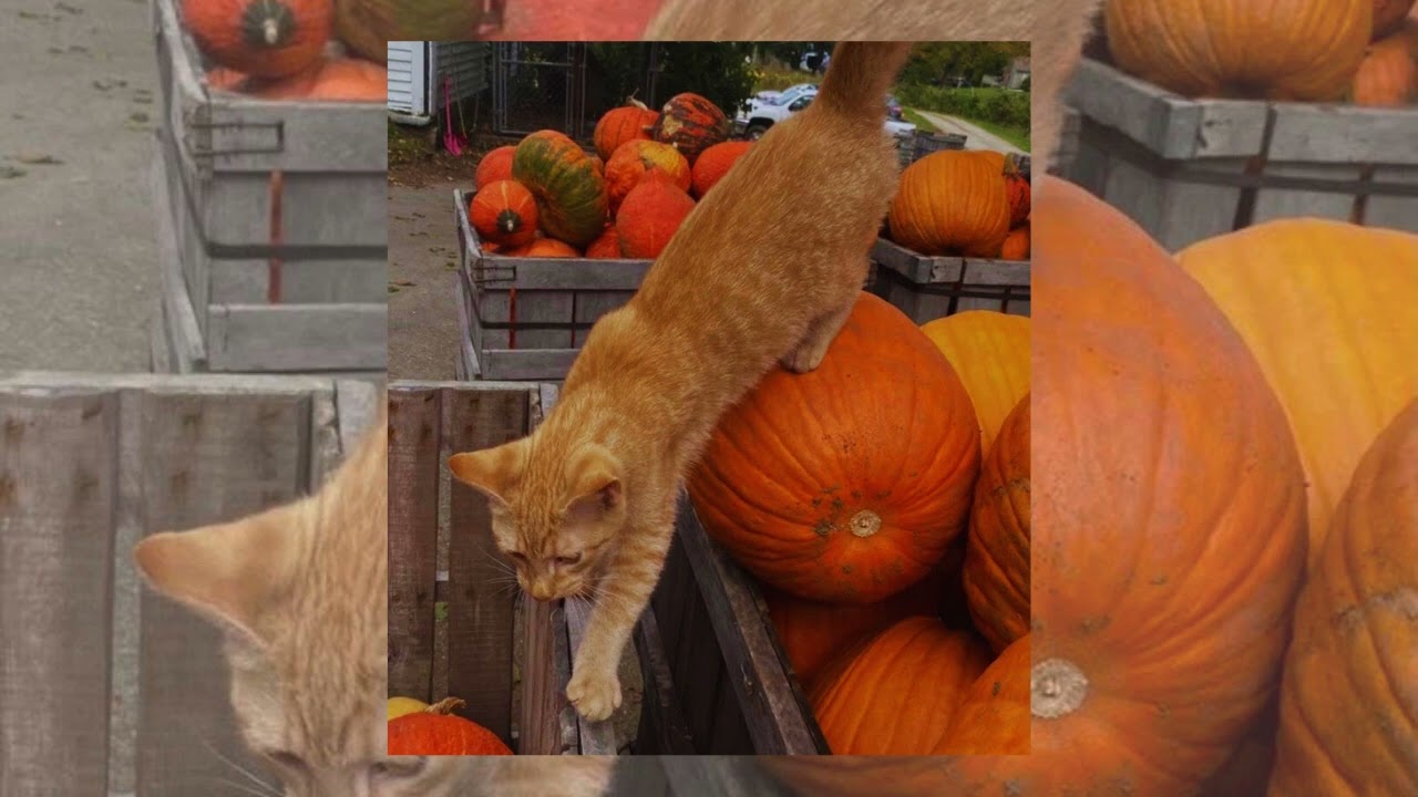 an autumn playlist to get you into the mood✮🧿🍂