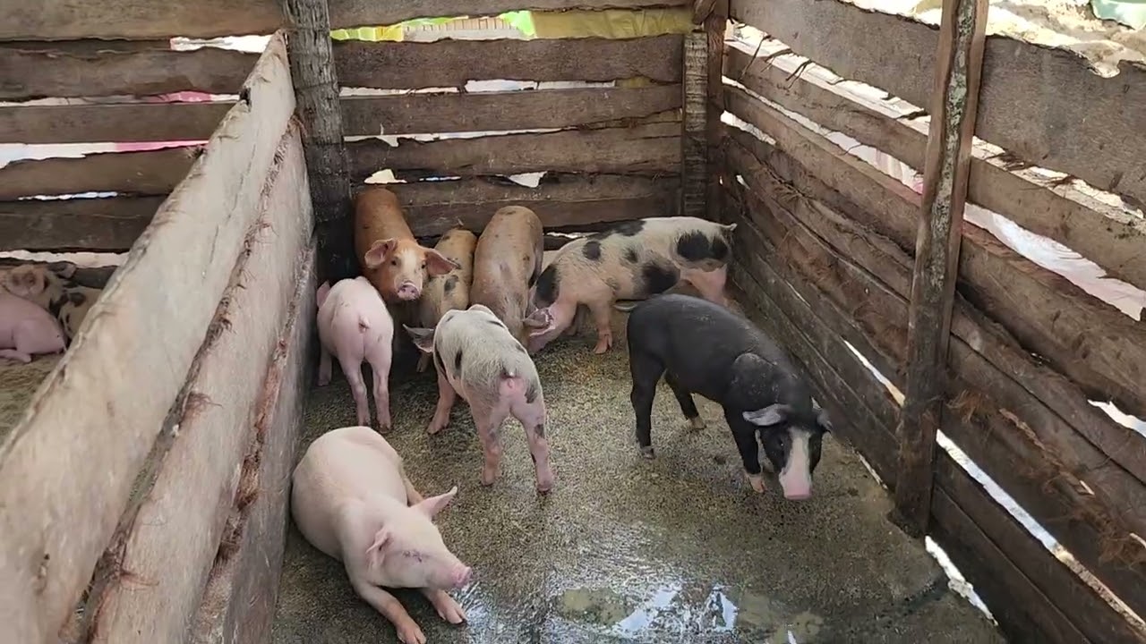 Farm update September 30 2025 #farmlife #pig #pigfarming #piggery 