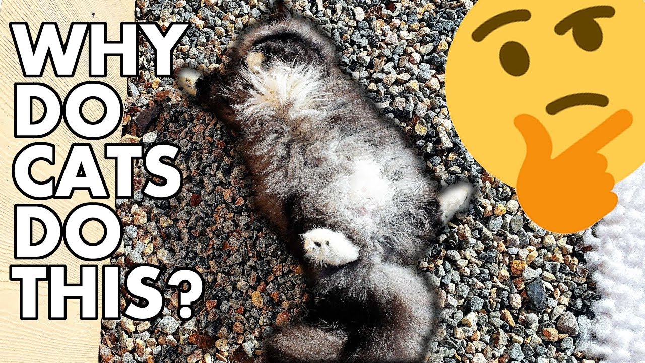 Why Do Cats ROLL In The DIRT 4 Reasons