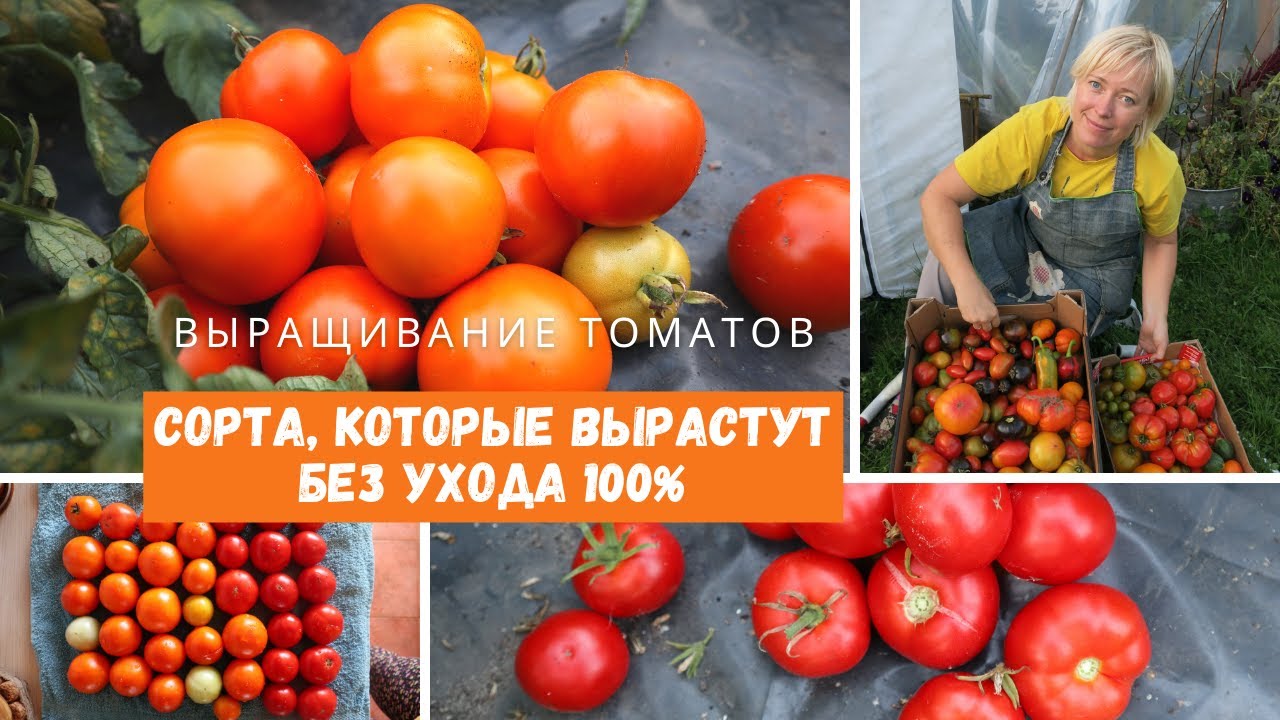 ЭТИ СОРТА ВЫРАСТУТ САМИ! Томаты без ухода / 11 сортов