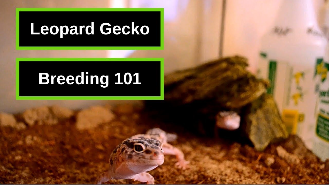 Leopard Gecko Breeding 101 | We've Got Eggs!