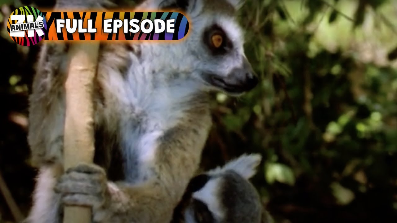 Nurturing Nature Revealed! - Weird And Funny Animals - Funny Animals