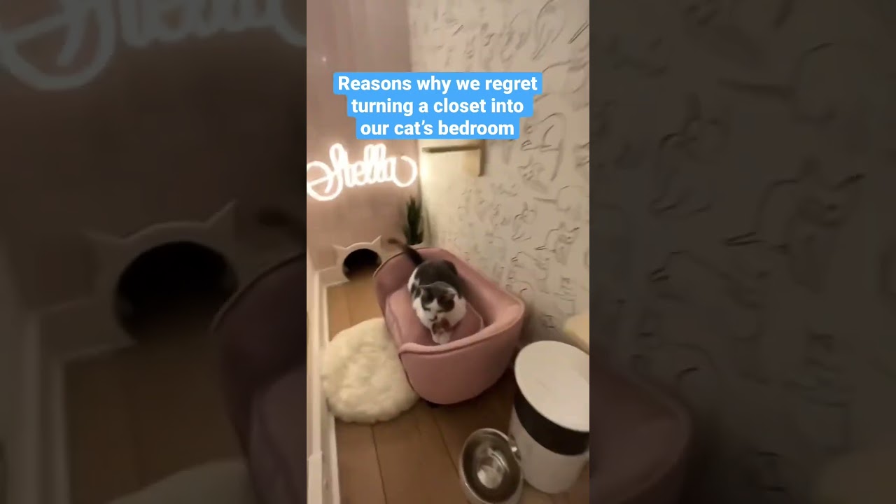 Reasons why we regret turning a closet into our cat&rsquo;s bedroom.