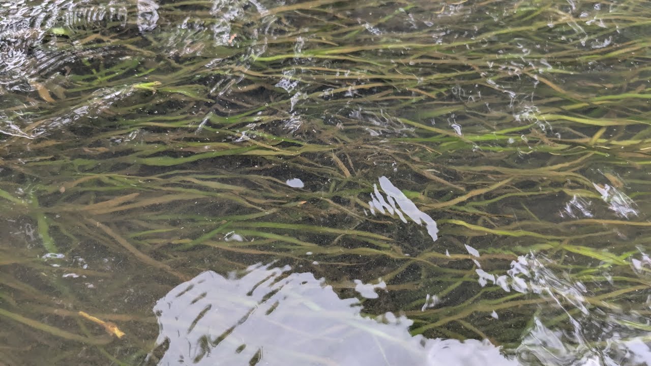 Small Eelgrass, Vallisneria nana