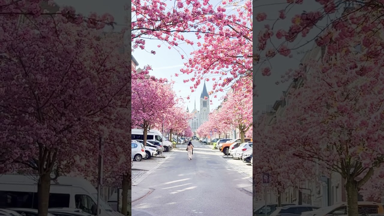 Spring in Brussels 🌸 #belgium #spring #brussels