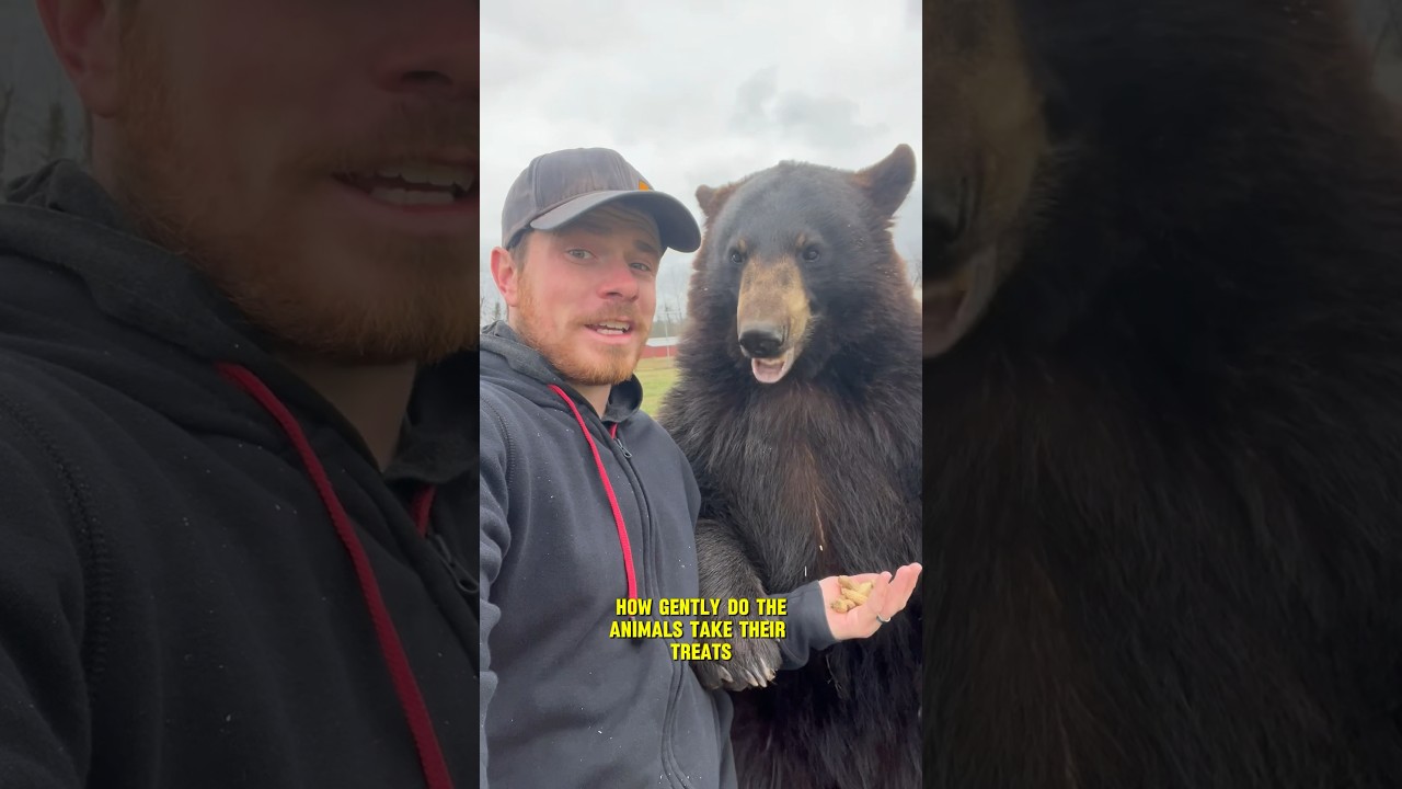 Насколько животные агрессивны к еде? #animalsofyoutube #coolanimals #animals #amonganimals