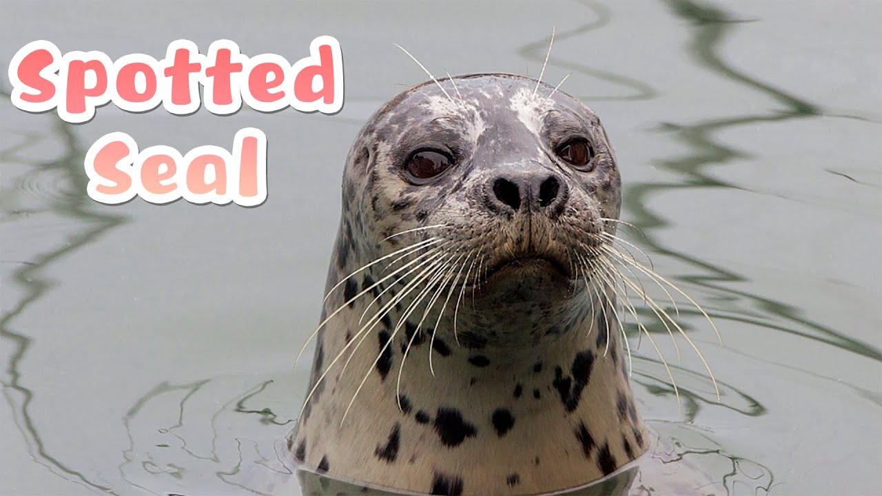 【The Blue World】Spotted Seal | iPanda