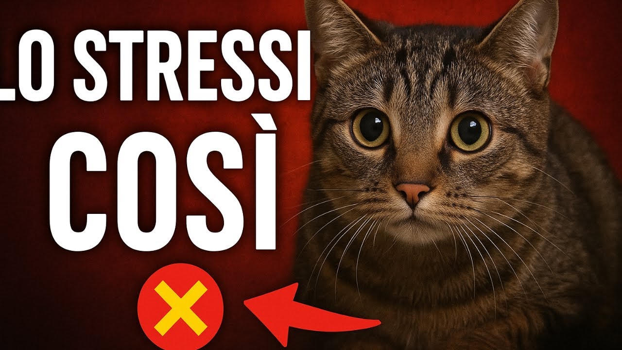 Sono un veterinario: Lo stressi senza saperlo: 5 errori che feriscono il tuo gatto