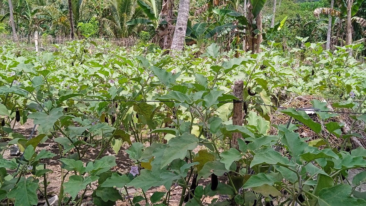 Vegetable Farm Tour | FARM TOUR | @agrisikap