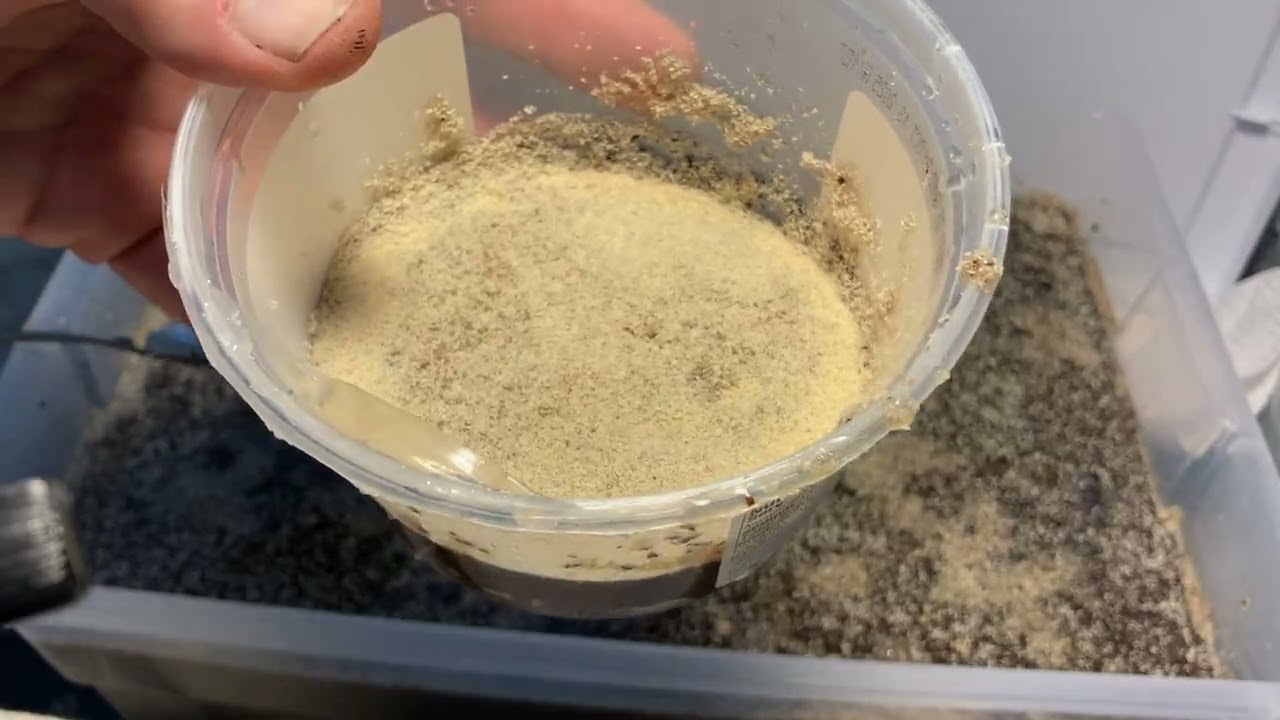 Harvesting Springtails from a White Worm Co-Culture
