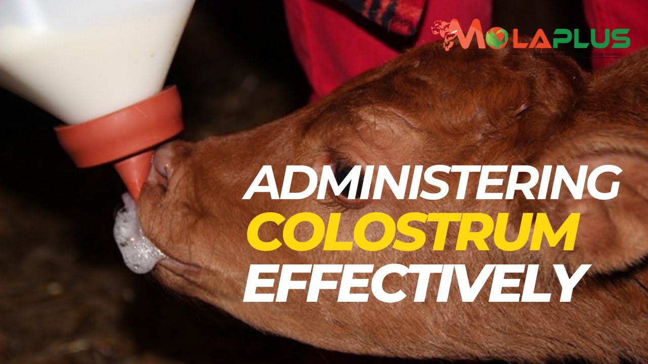 A Deep Guide On How To Administer COLOSTRUM -  This Is the SECRET to CALF SURVIVAL In Your FARM.