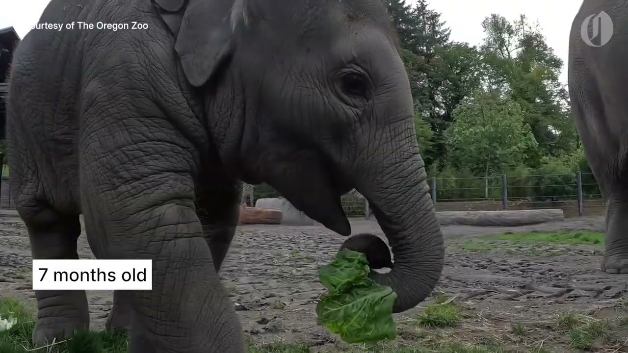 Tula-Tu the Asian elephant calf growing up