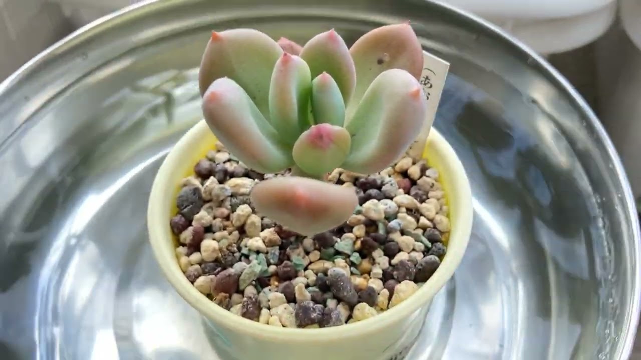 パキフィツムの青星美人はこうなったら水切れなので水やりします｜めいかん多肉植物園