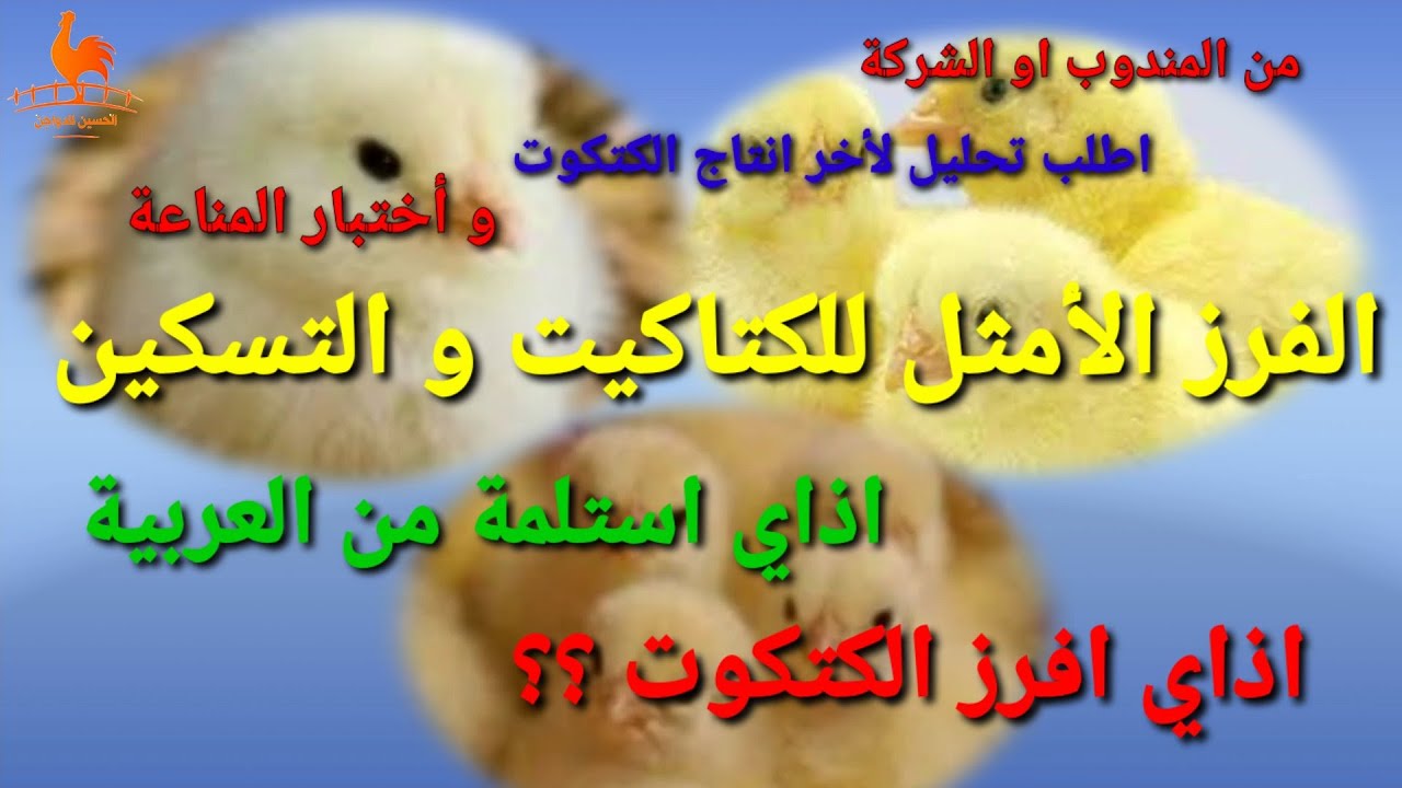 فرز الكتكوت و استلامة من الشركة او المندوب و التسكين بالمزرعة بالتفصيل