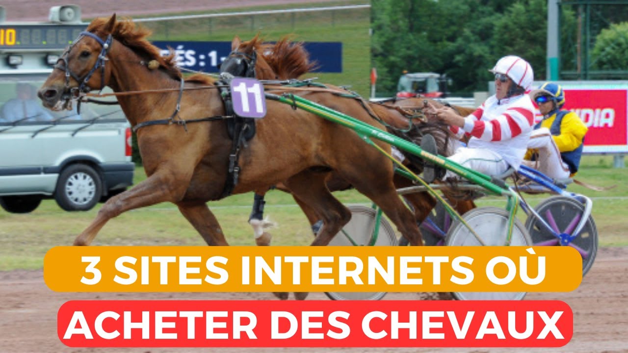 3 sites internet où trouver des chevaux qui sont à vendre