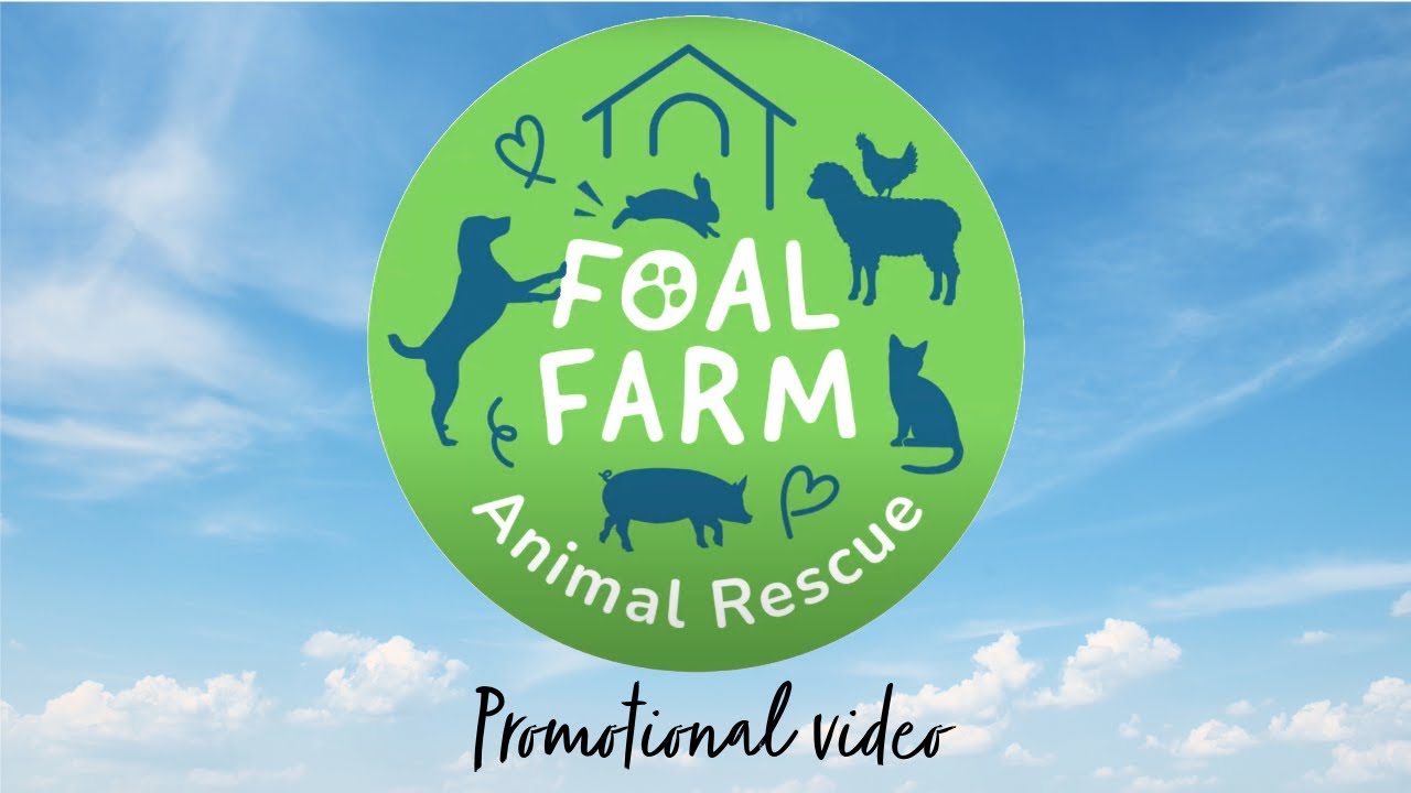 Foal Farm Promotional Video (2023)