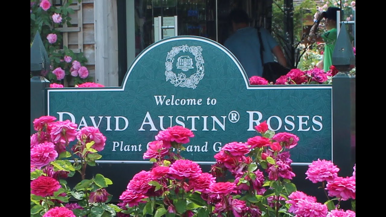 David Austin Rose Garden HD
