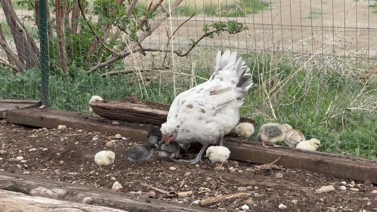Update on chicken with too many babies