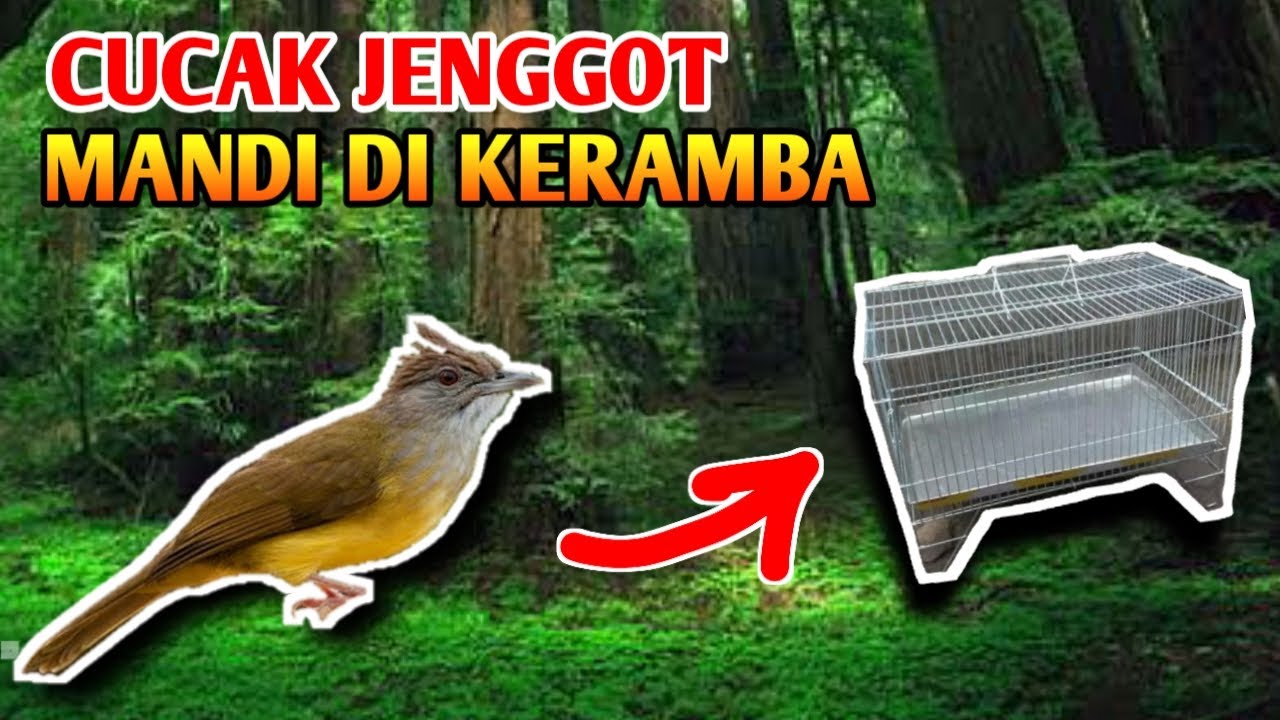 CARA MUDAH MENGATASI CUCAK JENGGOT YANG SUSAH MANDI DI KERAMBA - HOKI BF