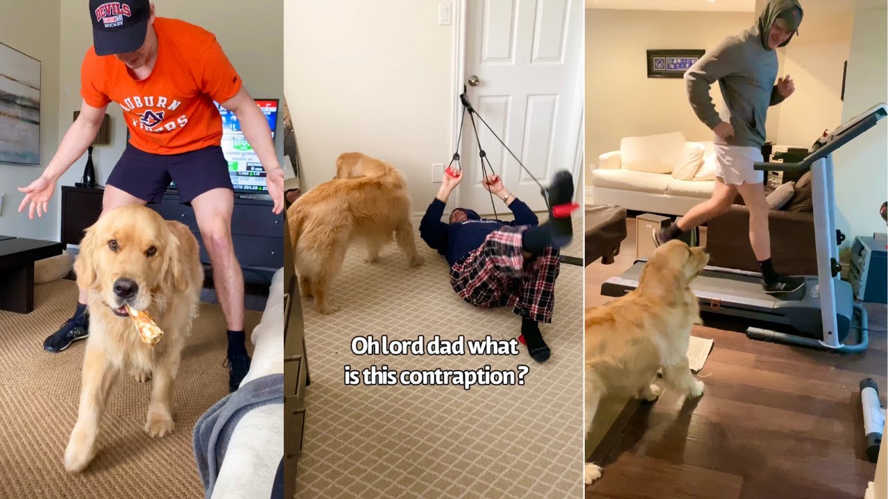 Dog Won