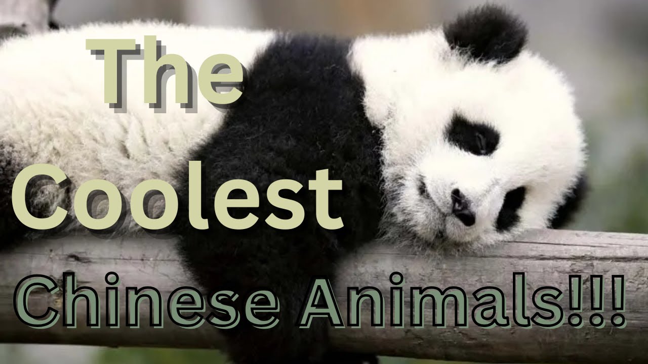 The COOLEST Chinese Animals!!!
