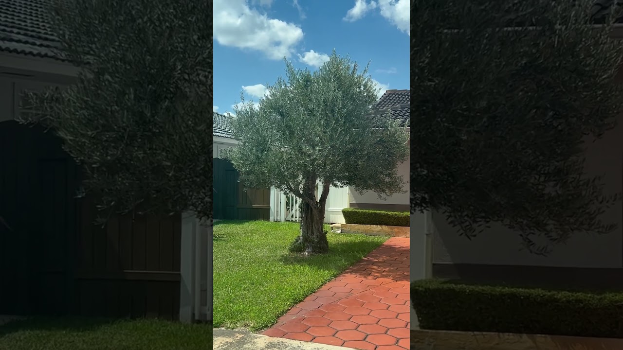 20 year old Olive tree