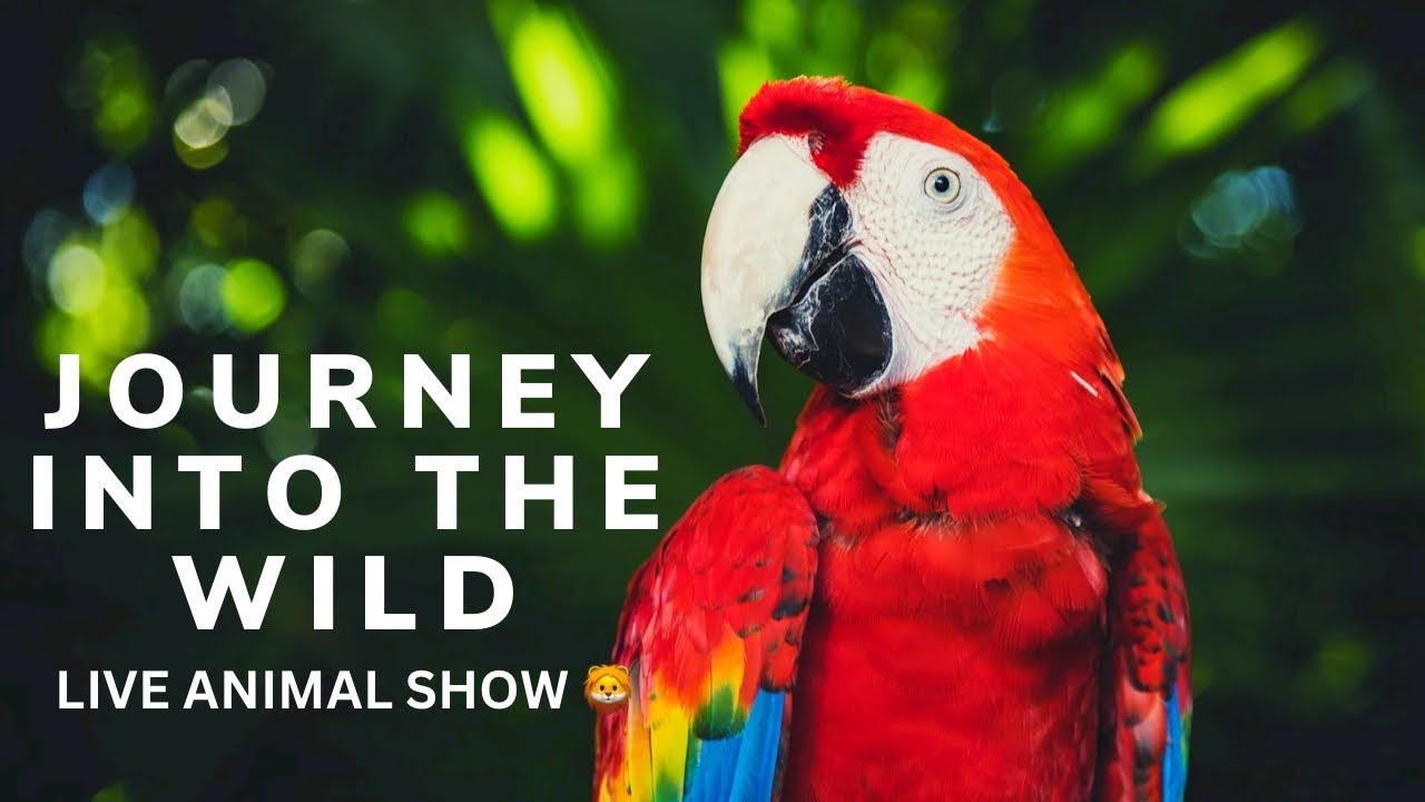 Обязательно посетите шоу с животными в сафари-парке зоопарка Сан-Диего | Путешествие в дикую природу