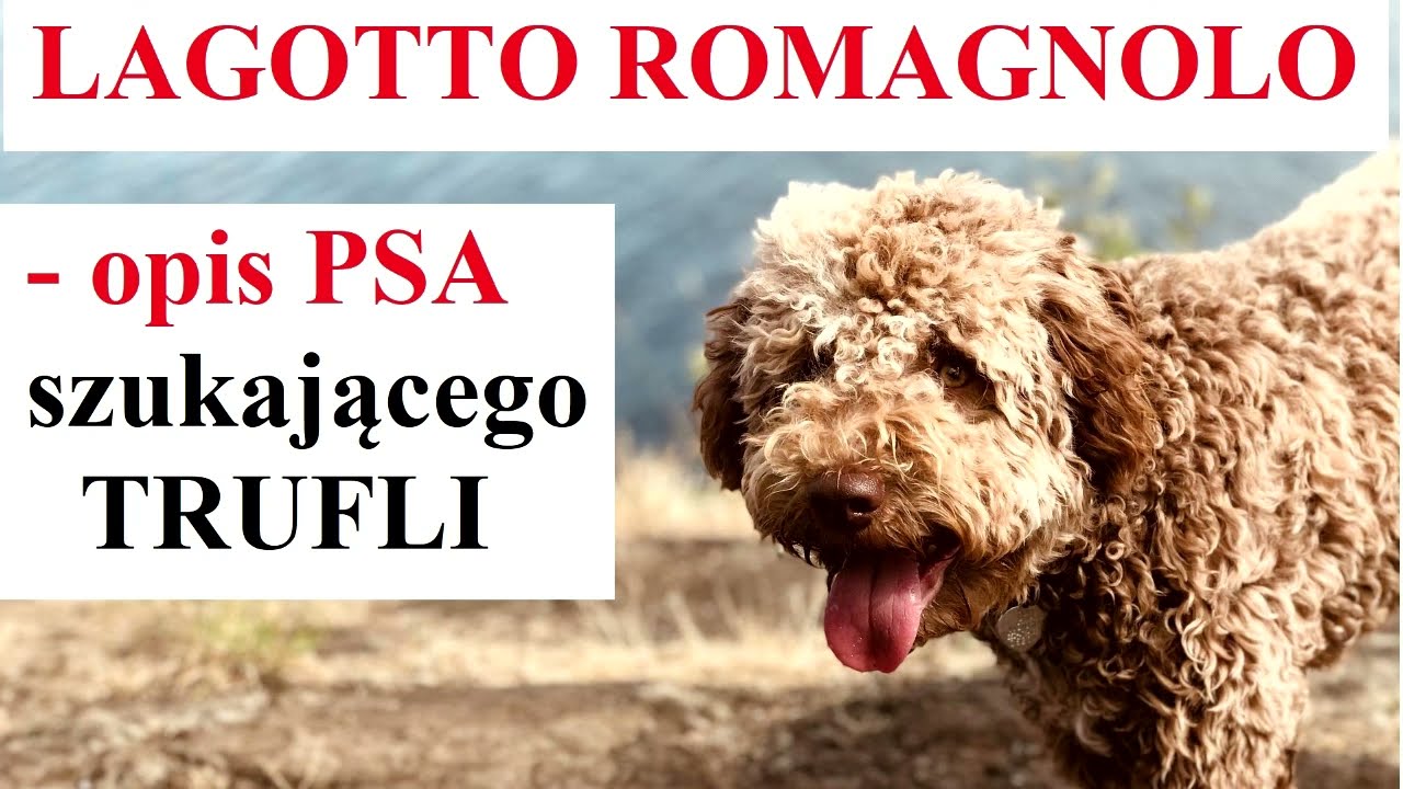 LAGOTTO ROMAGNOLLO - OPIS - Psa szukającego trufli