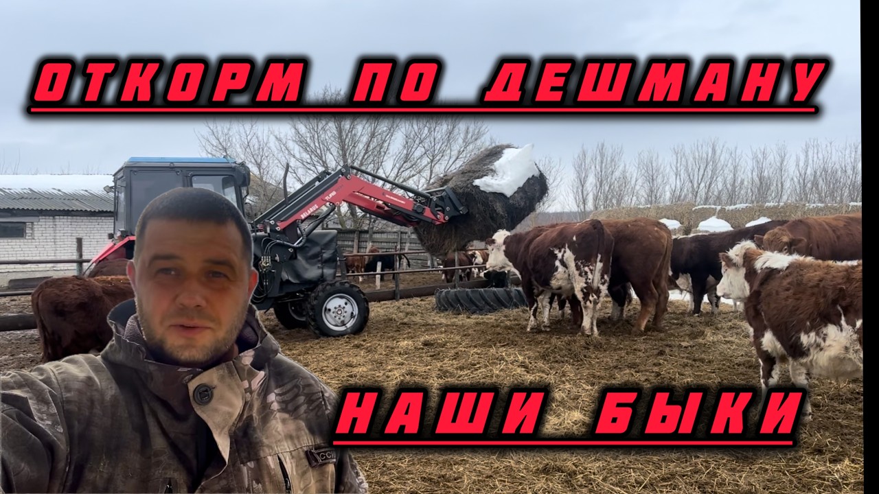 БЫКИ НА ОТКОРМЕ.ФЕРМА ЗОЛОТОЙ БЫЧОК