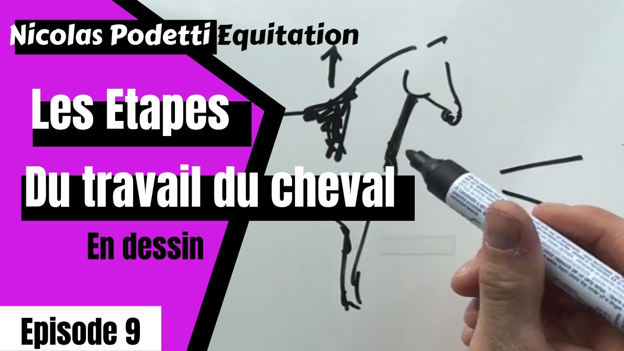 Quelles  Etapes pour travailler un cheval ?