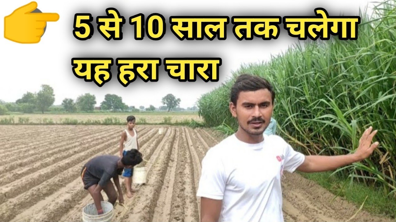Complete information on how to install Super Napier सुपर नेपियर को लगाने की पूरी जानकारी