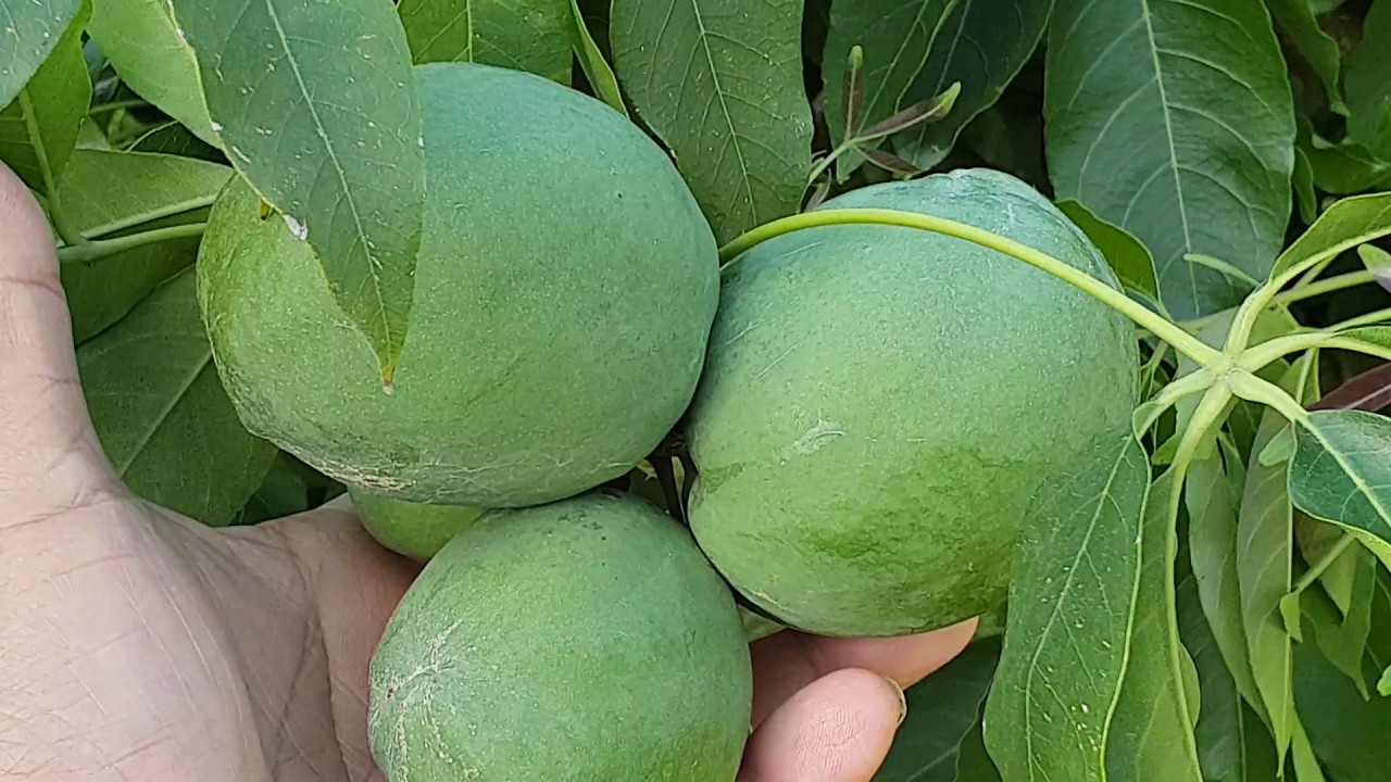 White Sapote TASTE And WHY Move To The TROPICS?