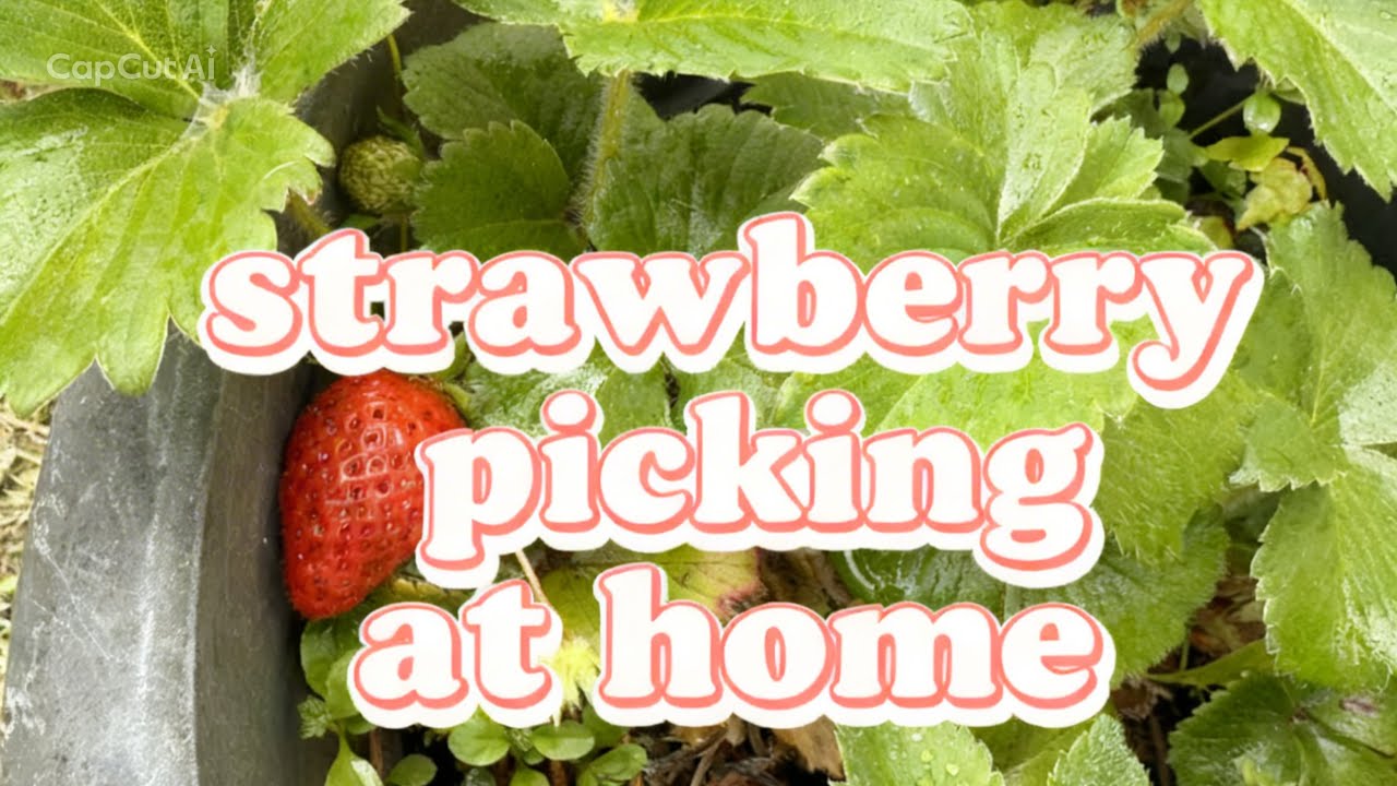 Strawberry 🍓 picking at home 