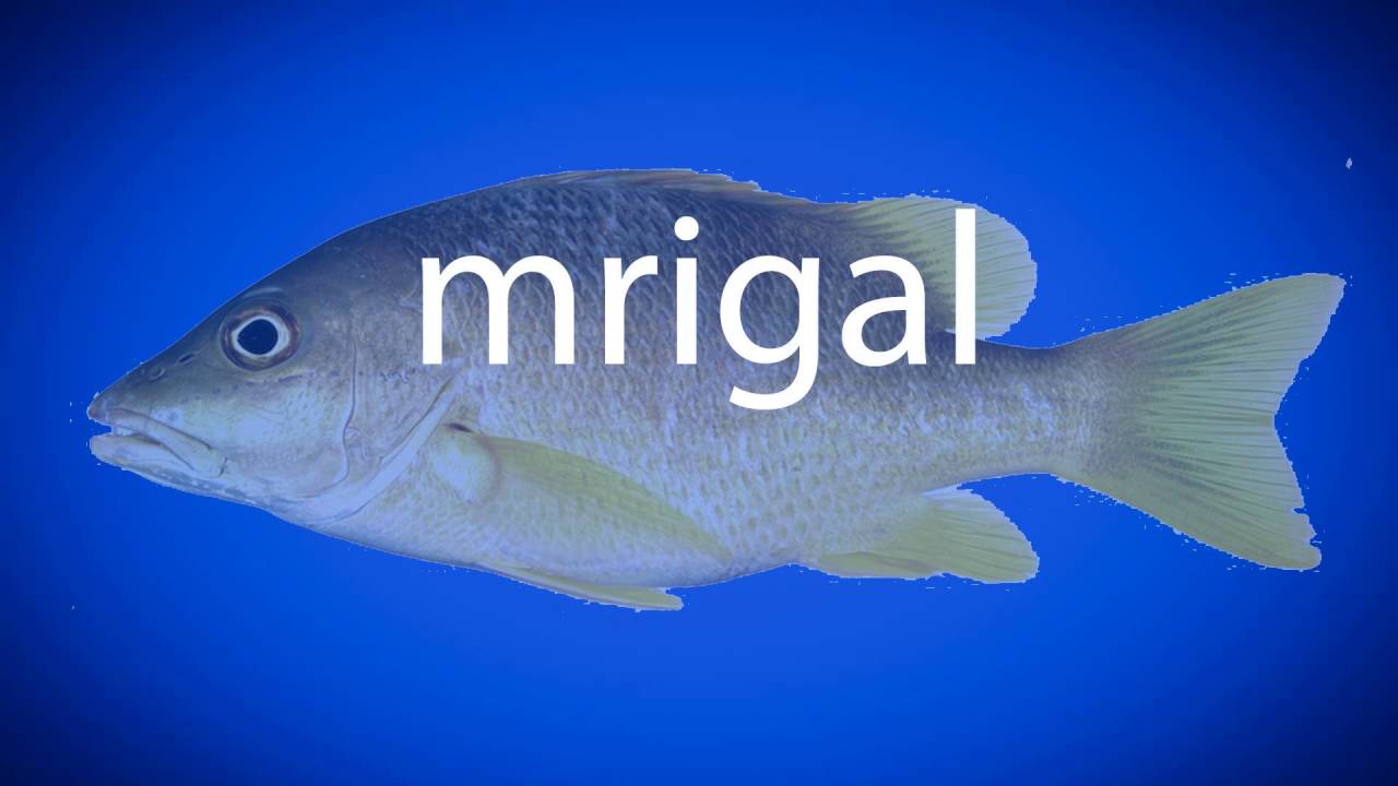 How to pronounce mrigal