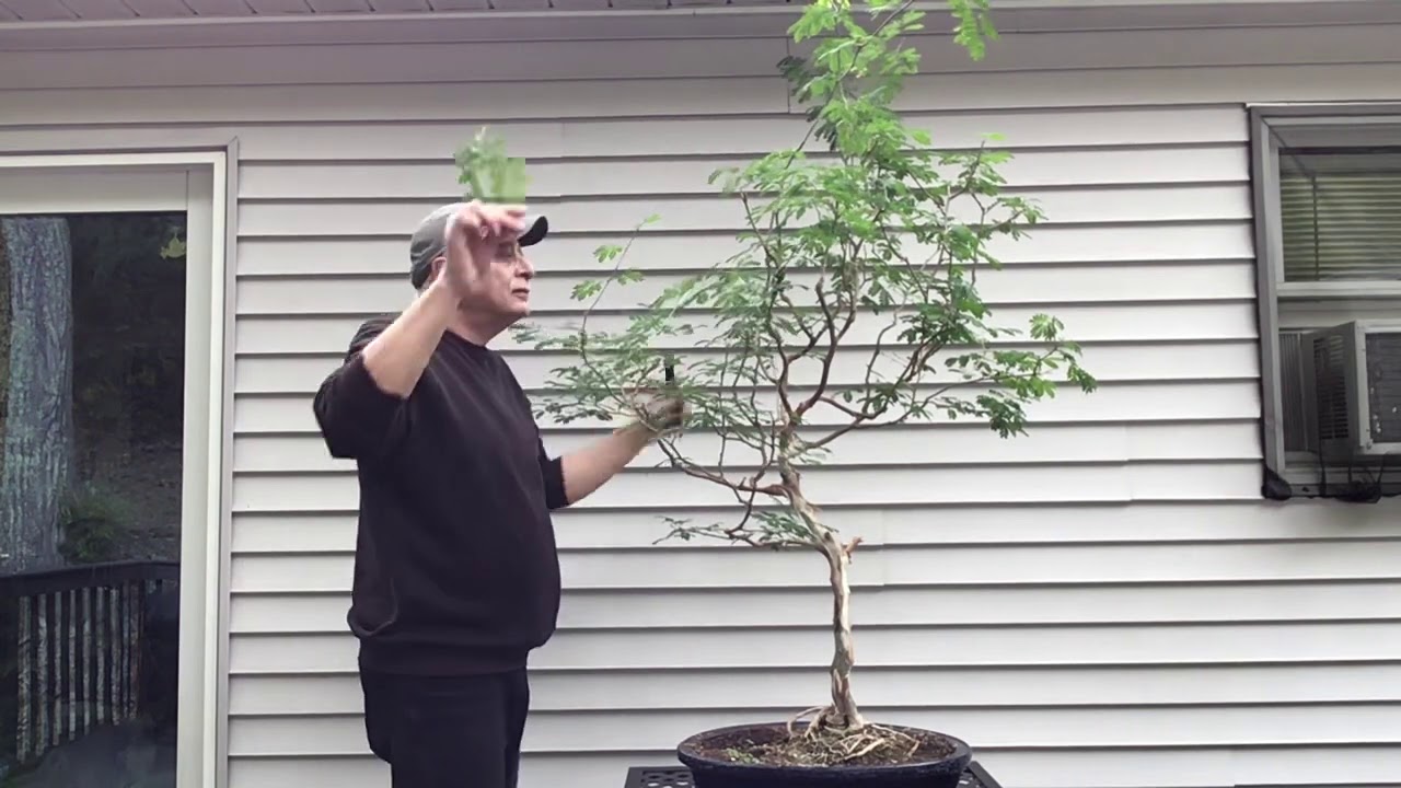 Bonsai Trimming - Tatare/Brazilian Raintree