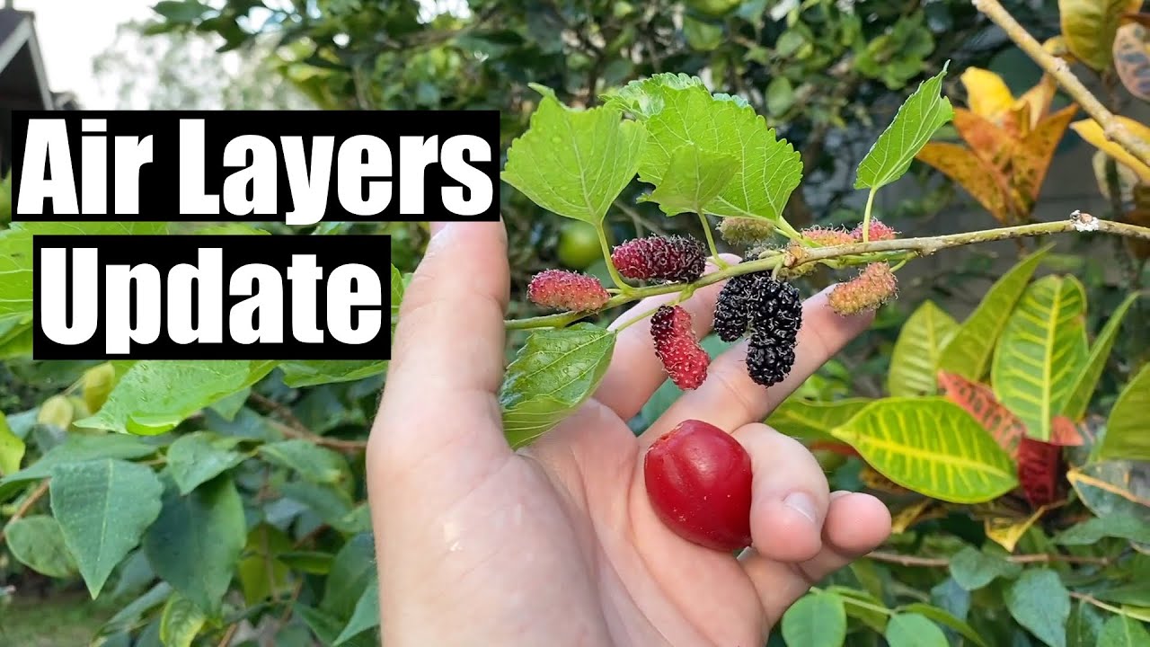 Air Layer Jaboticaba and Wax Jambu Update