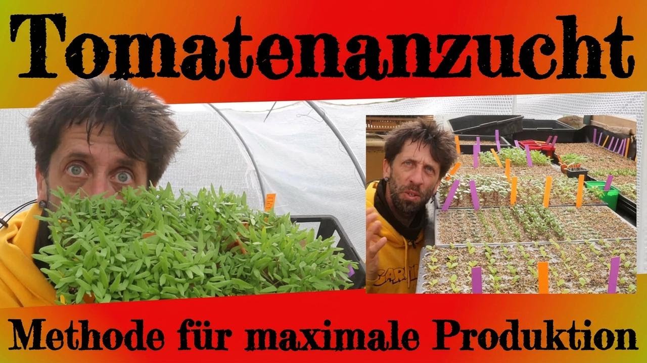 Tomatensamen aussäen – So klappt’s mit der XXL-Ernte!