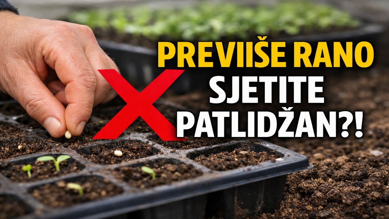 NAJVEĆA GREŠKA koju radi 99% vrtlara! Kada je PRAVO VRIJEME za sjetvu patlidžana?