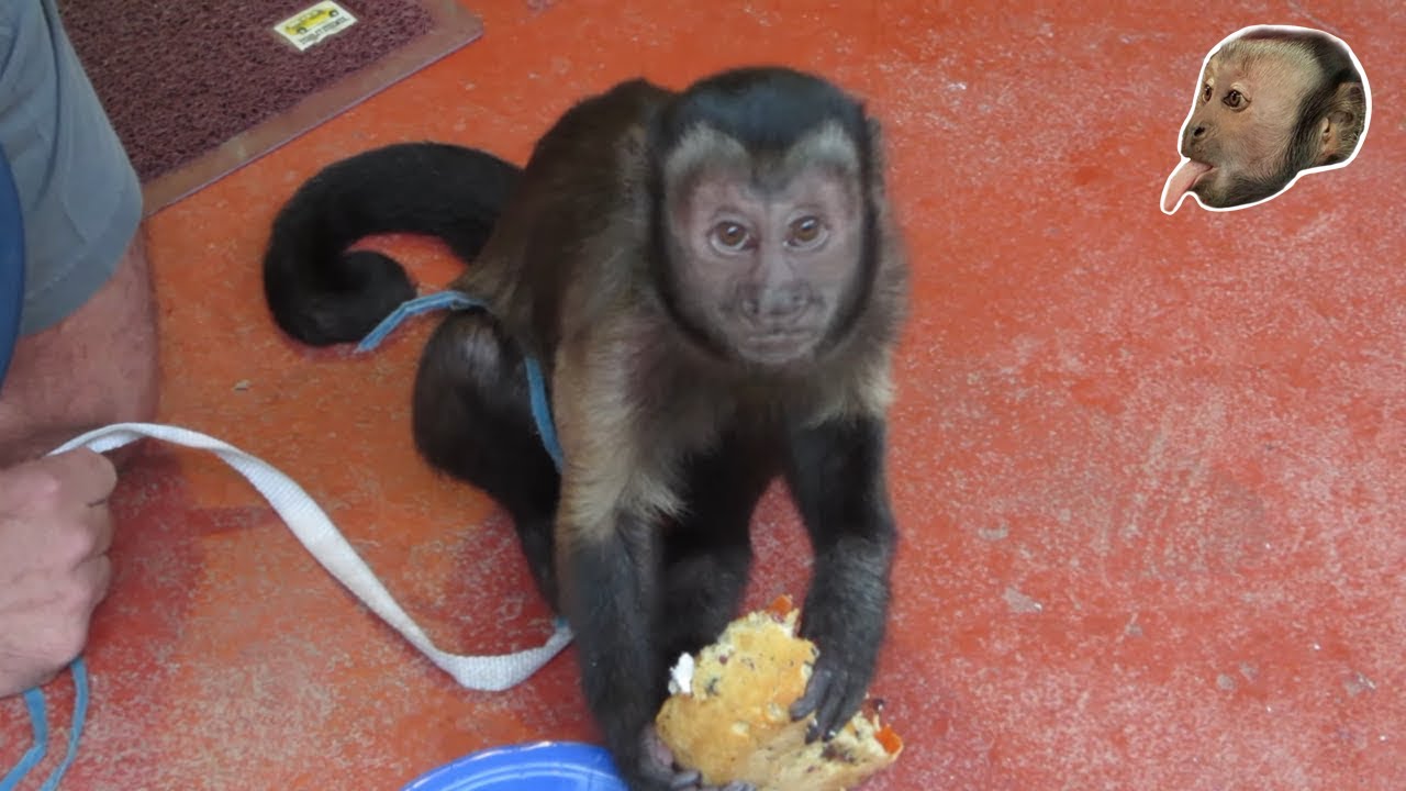 MonkeyBoo and the Birthday Cake!